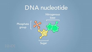 565 reactions · 121 shares | Genetics is changing the field of medicine. Build your knowledge with HMX Genetics. | HMX - Harvard Medical School | Facebook