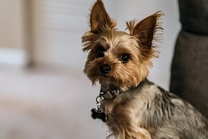 Why Does My Yorkie Smell Like Poop? (Solved & Explained!) - [2025]