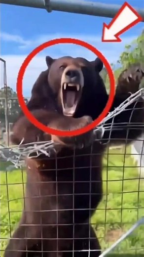 Calm Bear SNAPS and Destroys Fence in Seconds 😱🐻