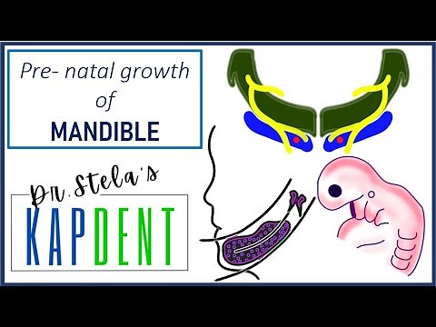 Prenatal growth of mandible | Meckel's cartilage | #kapdent