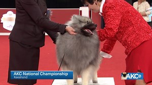 26K views · 42 reactions | A unique breed characteristic—and one of the most charming hallmarks in all dogdom—is the “spectacles.” Meet the Keeshond! | AKCtv | Facebook