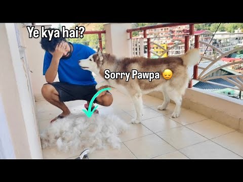 How To Manage Dog Shedding (Tools You Need)
