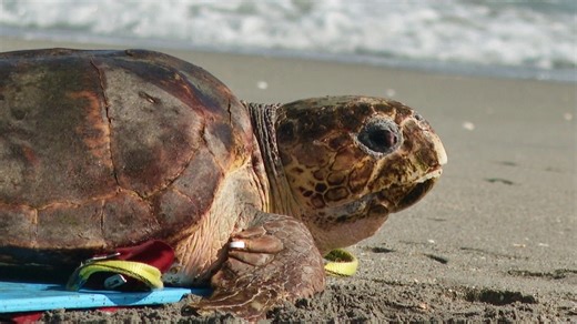 Endangered loggerhead sea turtle released to Atlantic Ocean from Florida beach