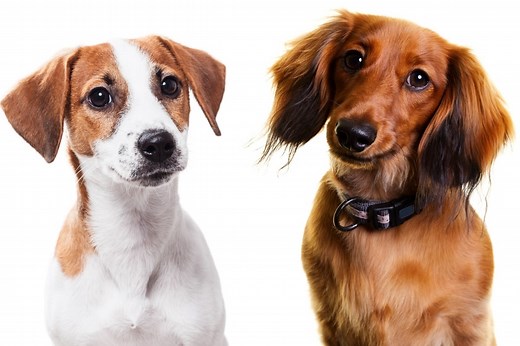 Jack Russell Terrier Dachshund Mix: Facts, Traits & Pictures!