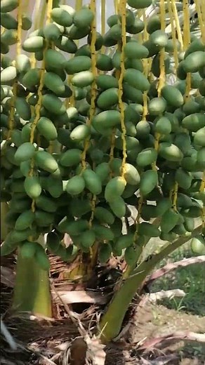 "Date Palm Fruit Explained 🌴 | Types, Benefits & How Dates Grow"thailand