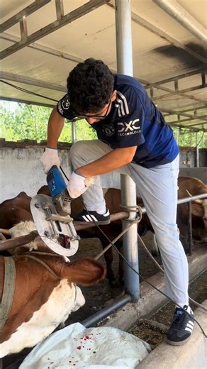 Why Farmers CUT Off Cow Horns — Quick Cut + Proper Treatment! 👀