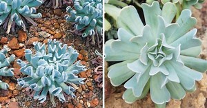 Topsy Turvy Succulent - An Ultimate Care Guide