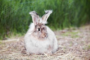 Learn More About the Wooled Breeds of Angora Rabbits