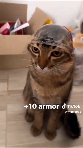 Top 5 Exploding Cats Compilation