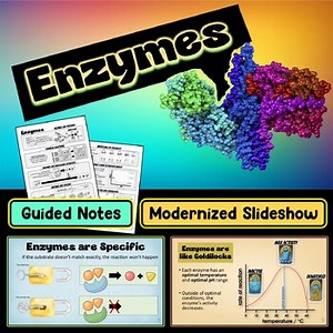 Enzymes PowerPoint Slideshow   Guided Notes