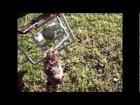 Mole Traps that Really Work