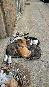 We Built a Street Cat Shelter From Scratch