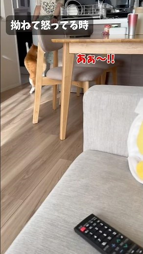 ルカの胸子に対する色んな態度。 #猫