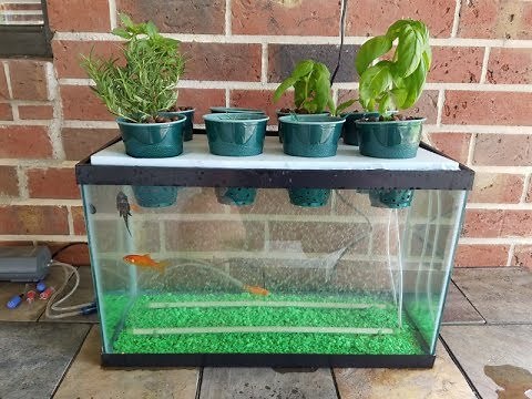 My DIY Aquaponics Aquarium Project