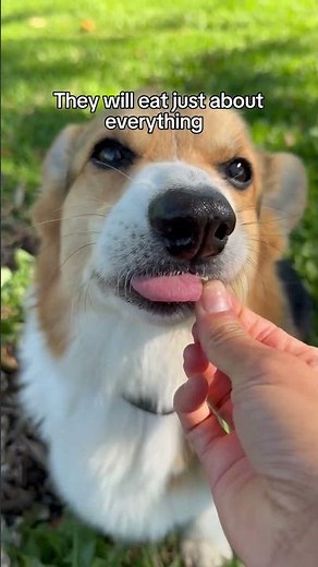 Things you should know about corgis