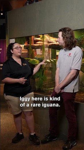 Why Green Iguanas Are Remarkable Creatures