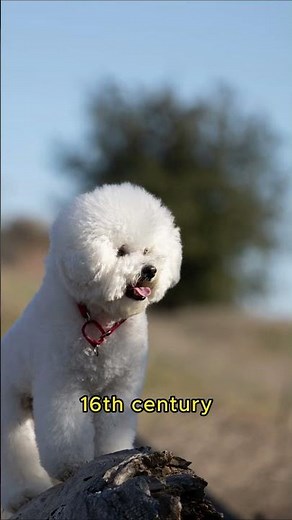 Bichon Frise 10 Fascinating Facts About this Adorable Dog Breed