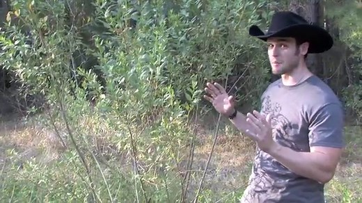 Green And Yellow Snakes (Everything You Need To Know)