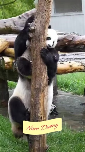 Explore Cute Pandas in Japan