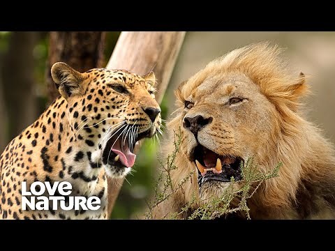 Leopard vs Lion: Who Would Win in a Fight? | Love Nature