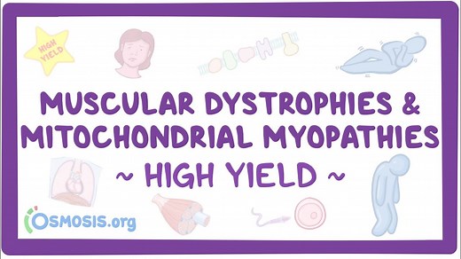 Muscular dystrophies and mitochondrial myopathies: Pathology review: Video, Causes, & Meaning | Osmosis