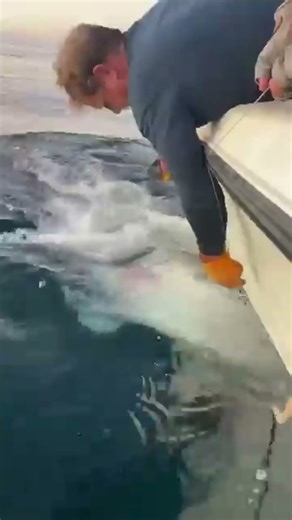 Contender: The Atlantic's Biggest Tagged Great White Shark on the Move!