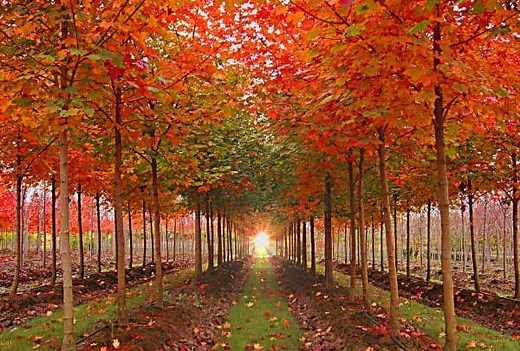 Norwegian Sunset® & Pacific Sunset® Maples - Urban Forest Nursery, Inc.