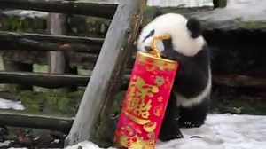 126K views · 4.1K reactions | Six giant panda cubs have made their debut by ringing in the Chinese Year of Monkey at Bifengxia Panda Base of China Conservation and Research Center | Sky News | Facebook