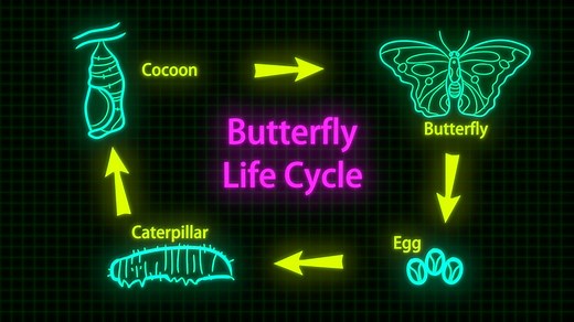 KS2 / KS3 Science: The life cycles of different organisms