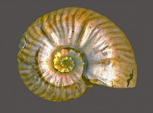 What is the Golden Spiral? To find out, let's draw one. - Tumamoc Sketchbook