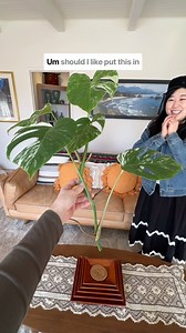 What to do when your plant bestie gives you a fresh cutting! 🌱 After the plant is cut, wait about two hours for the end to callous over then place it in water for water roots to grow. Once water roots grow about two inches long, pot it in a chunky soil mix and water deeply. Do you have any tips or tricks on how to propagate plants? #monsteraplant #swisscheeseplant #plantlove #houseplants #dailydose #nature #homedecor #urbanjungle #urbanjunglebloggers #houseplantclub #plantparenthood #monsterade