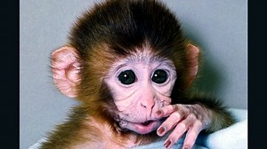 Chinese scientists implant human genes into monkeys’ brains | CNN