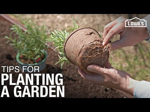 Tips and Tricks for How To Plant a Garden | Gardening Basics