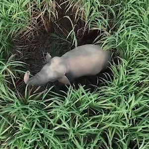 426K views · 1.6K reactions | when it realizes it's been caught 藍 | In The Know | Facebook