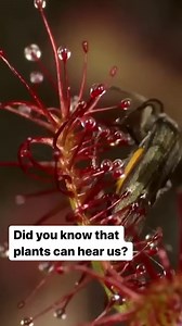 208K views · 3K reactions | CuriosityStream is the world's first ad-free, nonfiction streaming service. Our library is available on all devices and in 196 countries worldwide. New documentaries added weekly. Start streaming today! | Curiosity Stream | Facebook