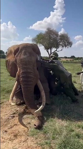 A Very Curious Veterinary Case in Tsavo | Sheldrick Wildlife Trust