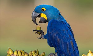 10 Key Facts About Macaws