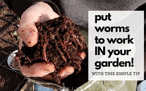 Vermicomposting Made Easy: In-Bed Worm Composting