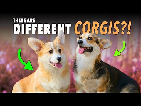 Want a Corgi? Watch This First! | Ultimate Pet Nutrition