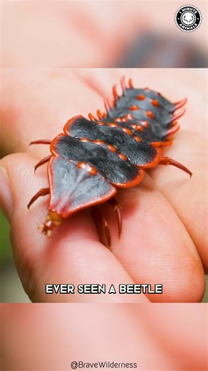 Trilobite Beetle 🪲 The Living FOSSIL Bug! Flat, armored, and shaped like a sci-fi tank. It looks ancient — because it basically is. One of the strangest insects still crawling today. #trilobitebeetle #wildlife #animalfacts #1minuteanimals | 1 Minute Animals