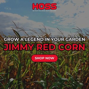 🌽 Grow history in your own backyard! Jimmy Red Corn is a rare heirloom variety known for its deep red kernels and rich, nutty flavor. Perfect for grinding into grits, cornmeal, or even distilling. Get your seeds before they're gone! | Hoss