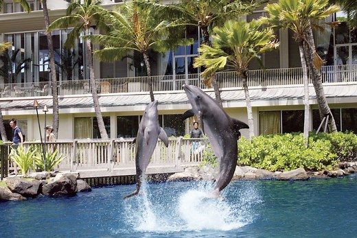 Swim with Dolphins Hawaii Oahu | Dolphin Quest Oahu