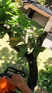 Prune part of mango tree 🌲 #mangotree #trending #treecuttining #tree #pruning #viralvideo #viral #treeremoval #treecutting #foryou #chainsaw #cuttingshapes #trees | Sonia Decker 04