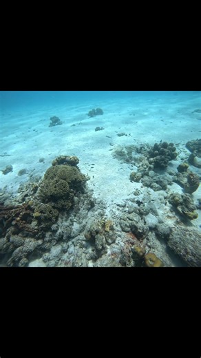 How to Catch Halibut: A Spearfishing Guide