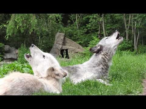 Sometimes Wolves Sing Just to Make Music, as We Do