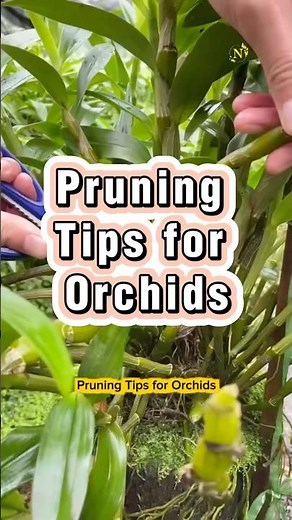 🌸✨ Pruning Tips for Orchids | Keep Your Orchids Healthy & Blooming Again 🌿
