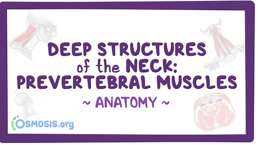 Deep structures of the neck: Prevertebral muscles: Video, Causes, & Meaning | Osmosis