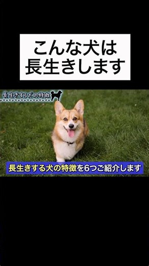 ↑Click the ▶︎ above for details 👆 A veterinarian explains 6 characteristics of healthy dogs