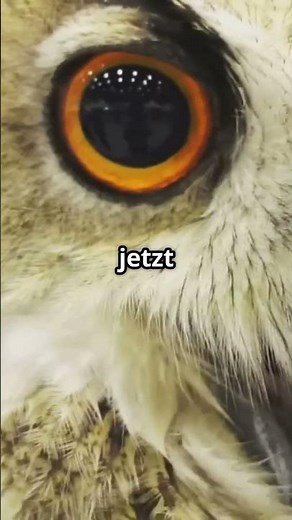 Unglaubliche Fakten über Eulen! 🦉