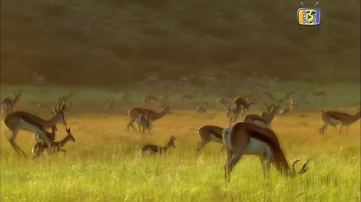 Springbok Antelope Gazelle Jumping